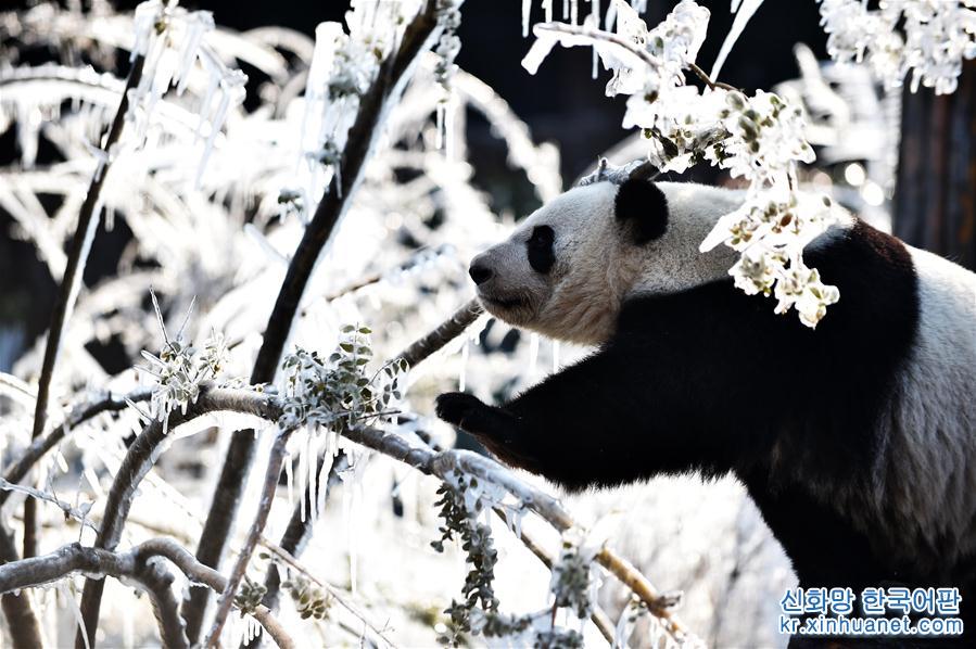 （社会）（2）济南：数九寒天熊猫“撒欢”
