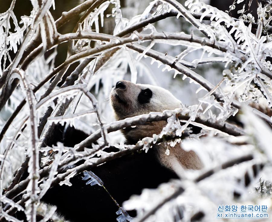 （社会）（4）济南：数九寒天熊猫“撒欢”