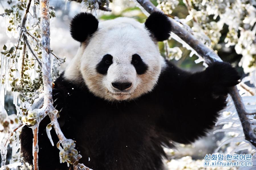 （社会）（5）济南：数九寒天熊猫“撒欢”