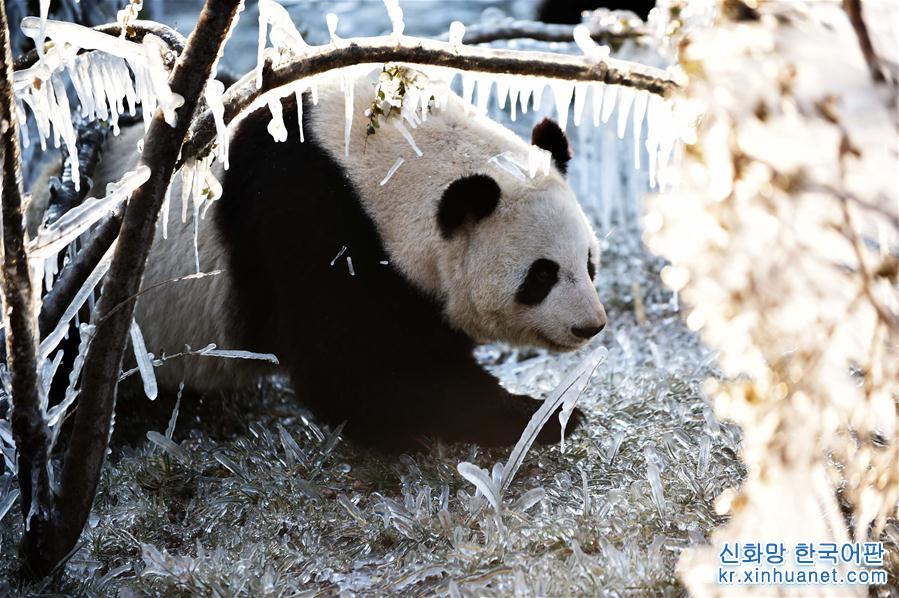 （社会）（6）济南：数九寒天熊猫“撒欢”