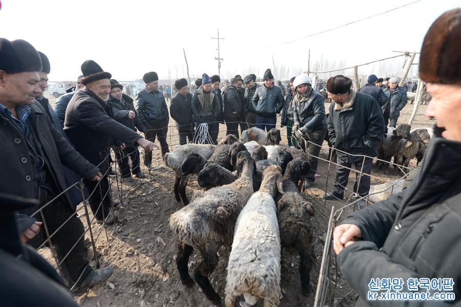（社会）（1）新疆喀什：冬日火热的“牛羊巴扎”