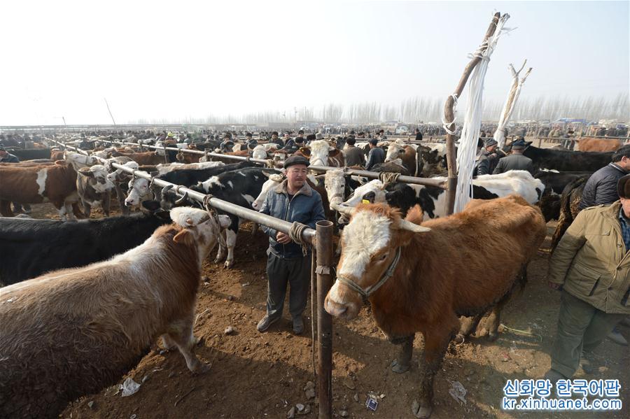 （社会）（3）新疆喀什：冬日火热的“牛羊巴扎”