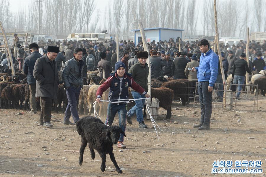 （社会）（4）新疆喀什：冬日火热的“牛羊巴扎”
