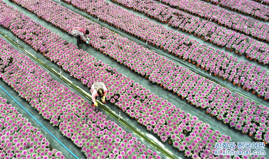 #（經濟）（2）江蘇海安：盆栽植物俏銷節前市場