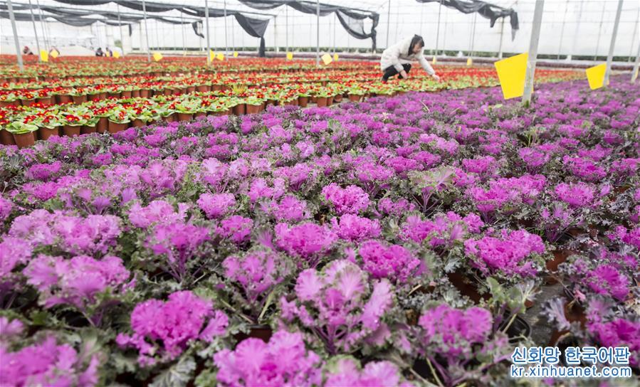 #（经济）（6）江苏海安：盆栽植物俏销节前市场