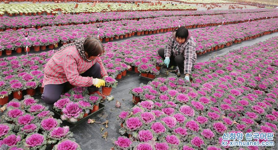 #（经济）（3）江苏海安：盆栽植物俏销节前市场