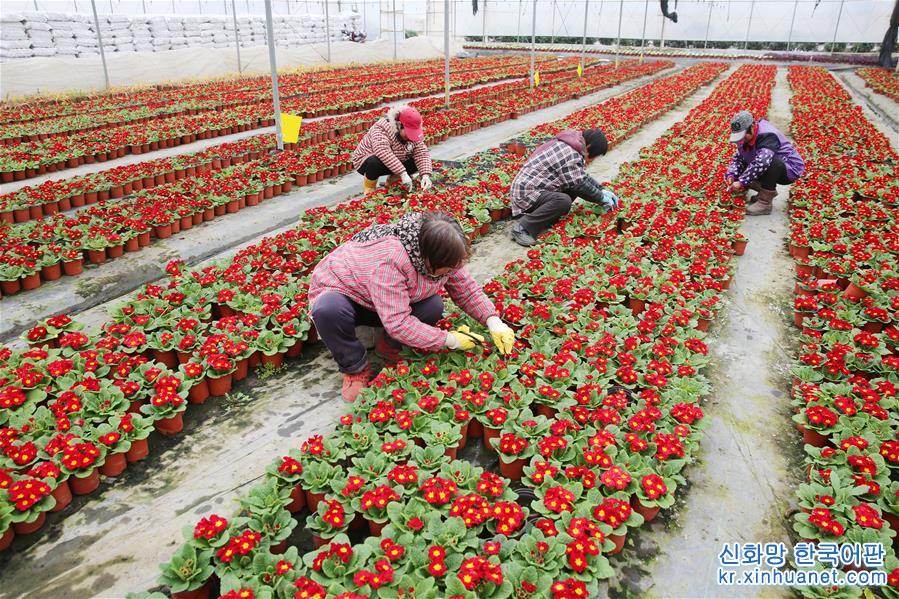 #（经济）（5）江苏海安：盆栽植物俏销节前市场