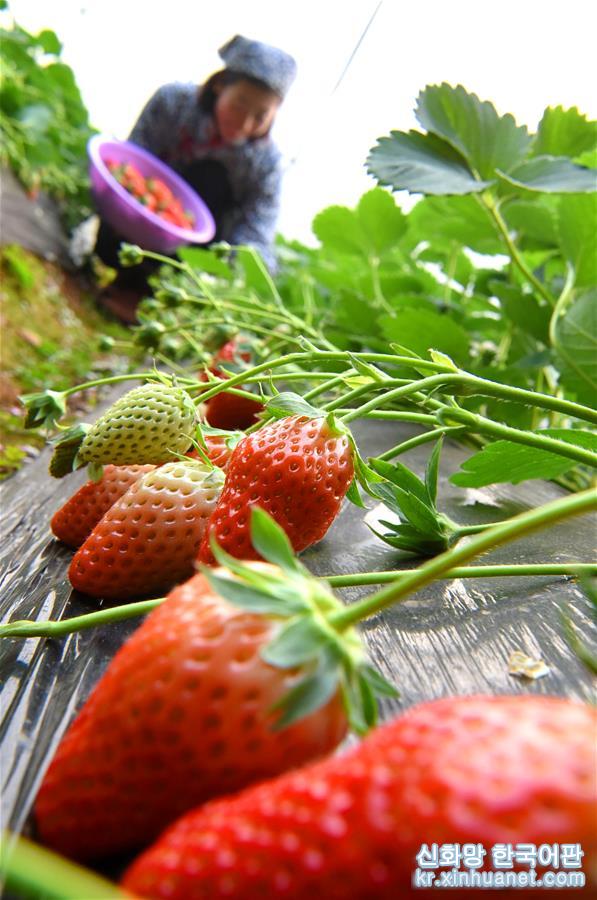 #（图片故事）（1）“草莓姐”的“莓”丽事业 