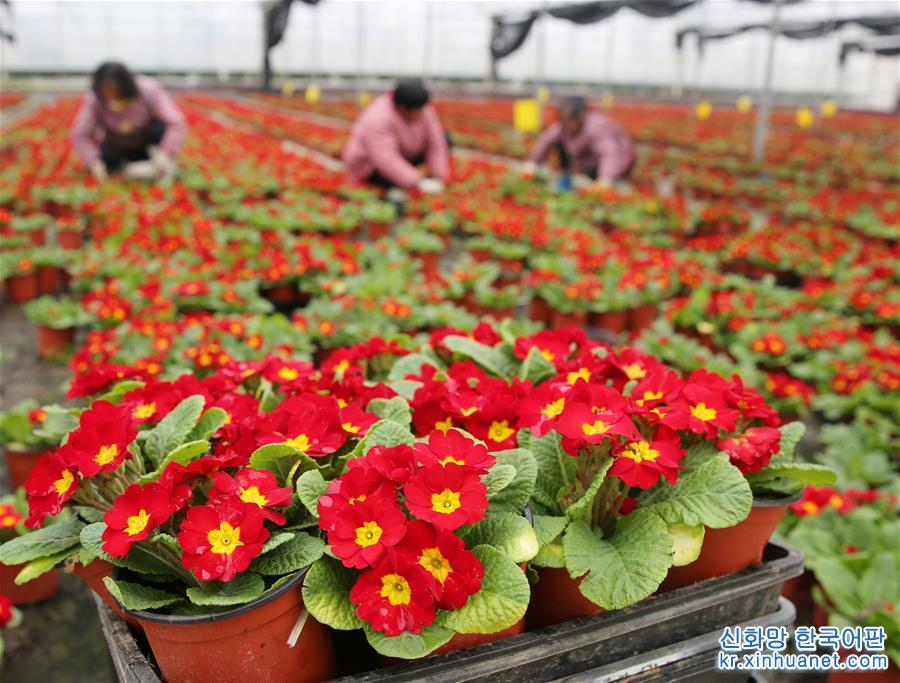 #（经济）（1）江苏海安：盆栽植物俏销节前市场
