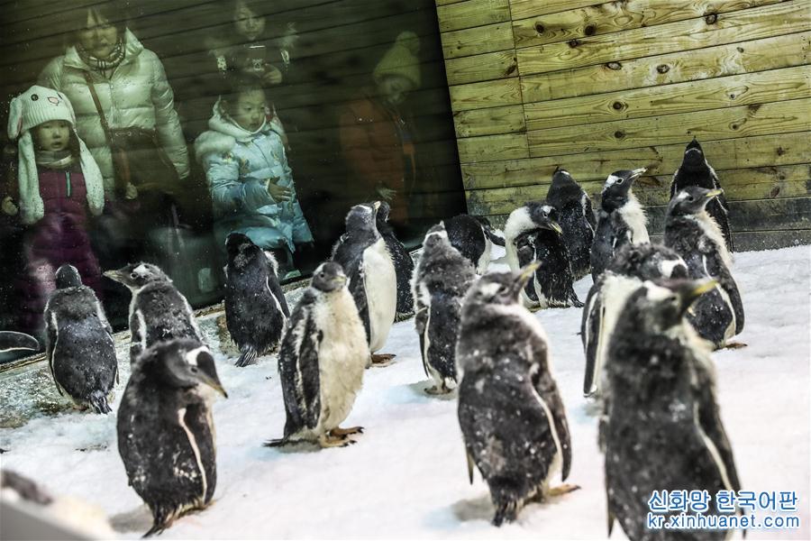 （图片故事）（6）小企鹅上“幼儿园”
