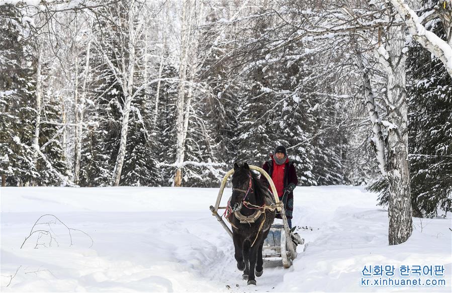 （新华视界）（1）“马的士”驰骋在新疆雪乡