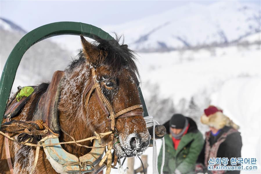 （新华视界）（5）“马的士”驰骋在新疆雪乡