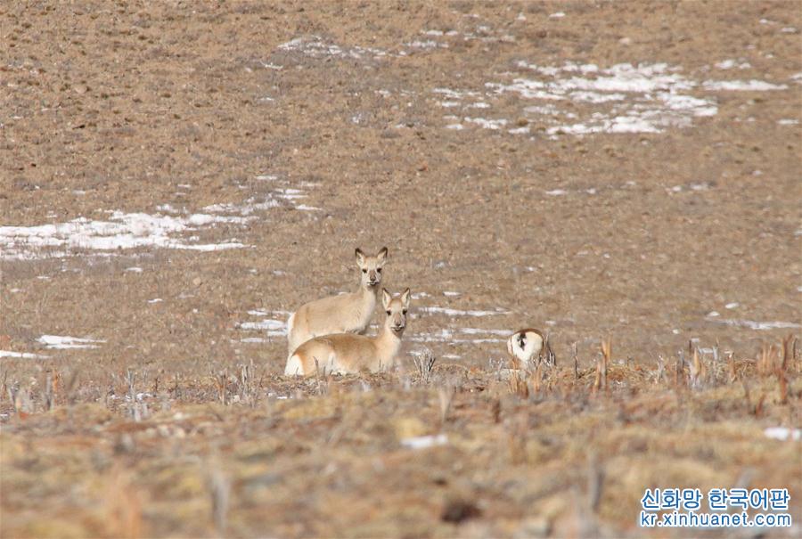 （環境）（1）冬日活躍在三江源地區的野生動物