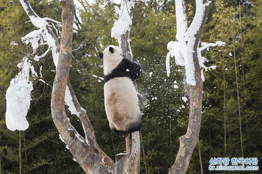 （国际）（1）韩国“熊猫世界”开业1000天