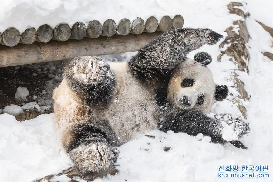 （国际）（2）韩国“熊猫世界”开业1000天