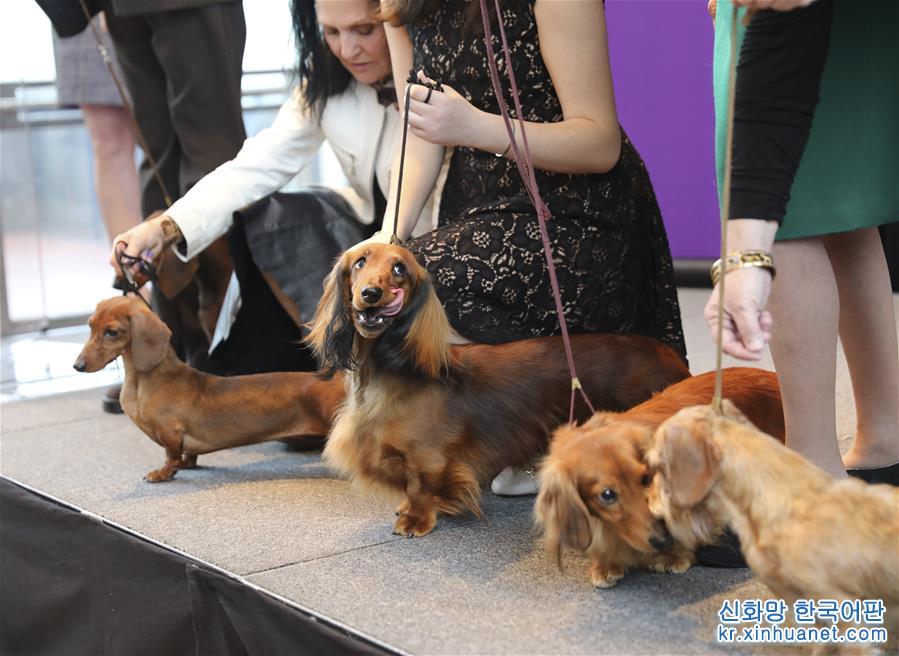 （国际）（4）纽约：“萌犬”亮相 预热狗展