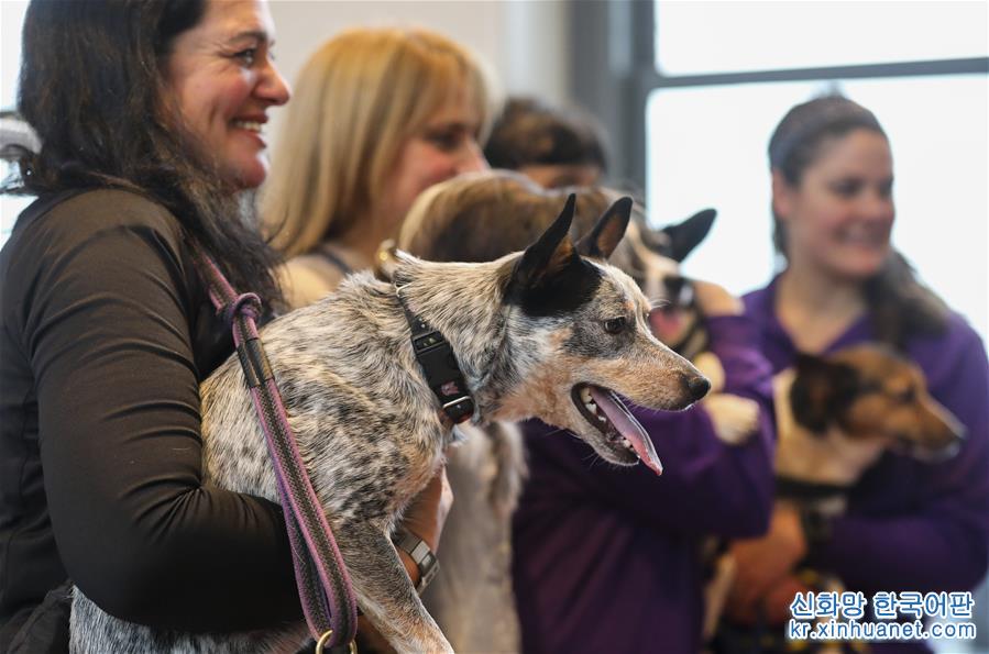 （国际）（2）纽约：“萌犬”亮相 预热狗展