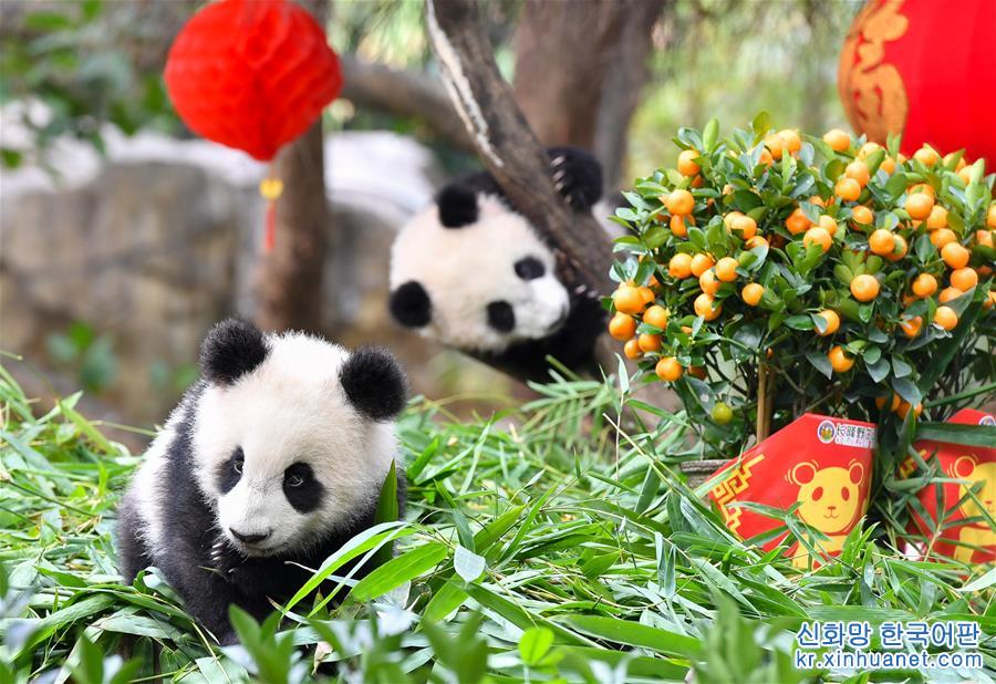（社会）（3）大熊猫宝宝迎新春