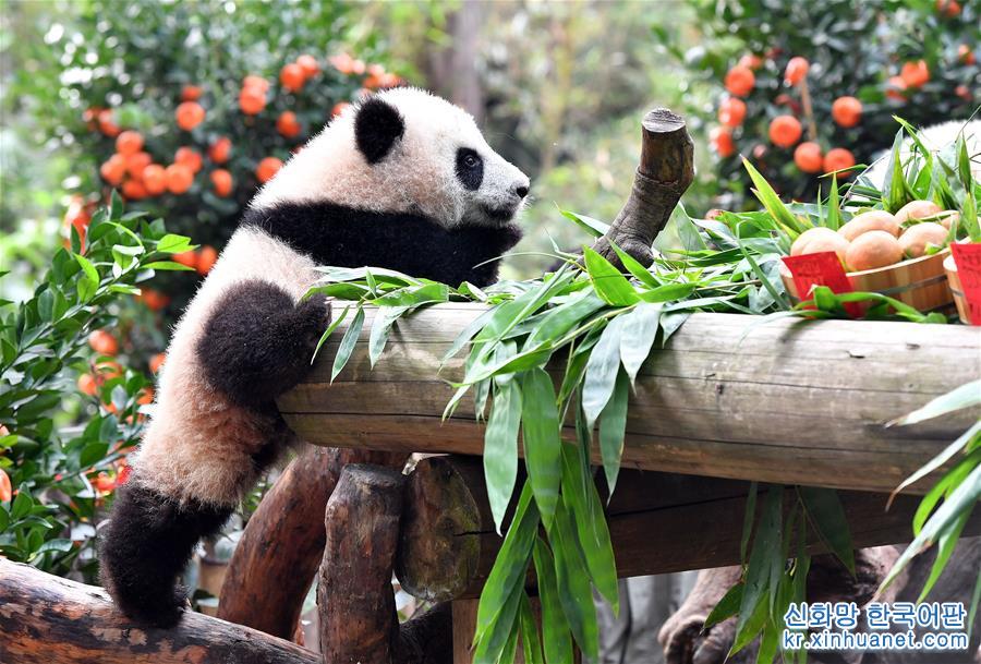 （社会）（5）大熊猫宝宝迎新春