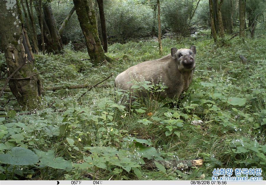 （环境）（4）甘肃白水江国家级自然保护区：野生动物种群稳中有升