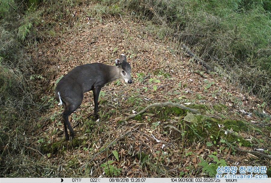（环境）（6）甘肃白水江国家级自然保护区：野生动物种群稳中有升