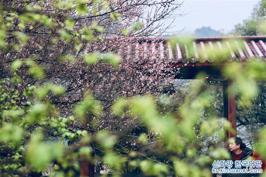 （春季美丽生态）（3）福州：古寺梅香