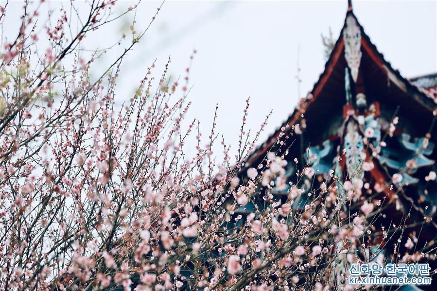 （春季美丽生态）（5）福州：古寺梅香