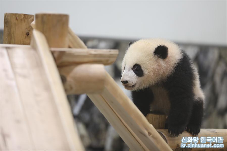 （国际）（2）大熊猫“彩浜”：我半岁了！ 