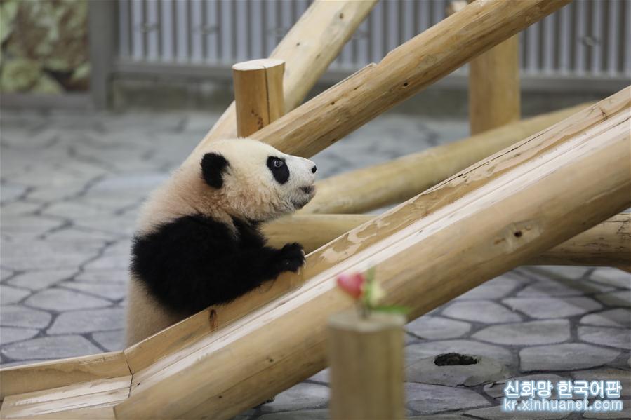 （國際）（4）大熊貓“彩浜”：我半歲了！ 