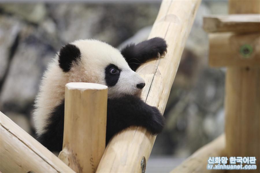 （國際）（5）大熊貓“彩浜”：我半歲了！ 