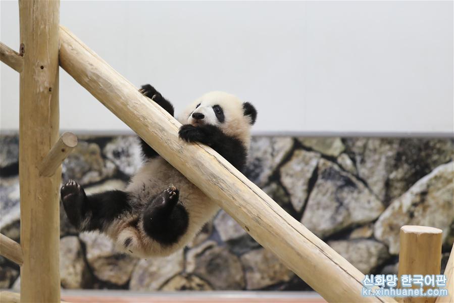 （国际）（6）大熊猫“彩浜”：我半岁了！ 