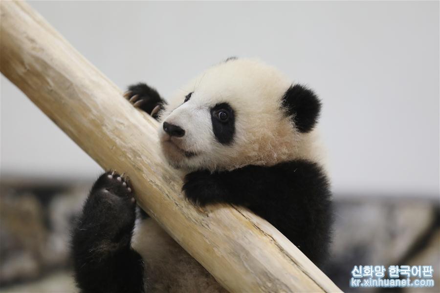 （国际）（7）大熊猫“彩浜”：我半岁了！ 