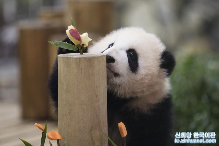 （国际）（8）大熊猫“彩浜”：我半岁了！ 