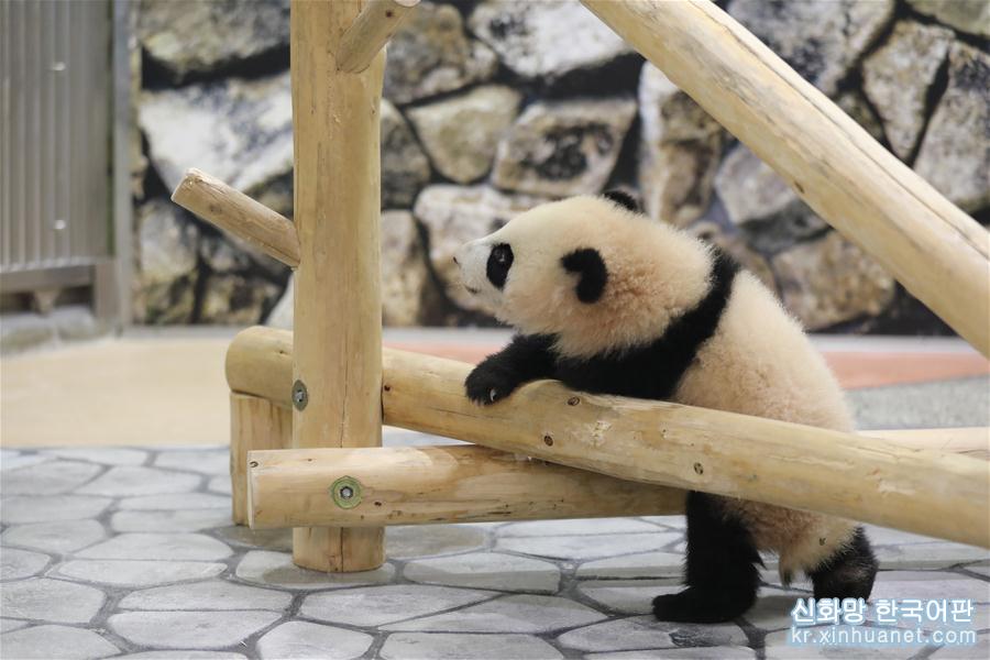 （国际）（9）大熊猫“彩浜”：我半岁了！ 