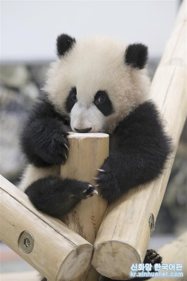 （國際）（1）大熊貓“彩浜”：我半歲了！ 