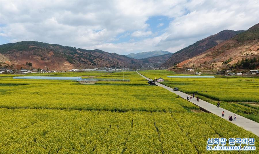 （新华视界）（4）四川米易：油菜花开春意浓