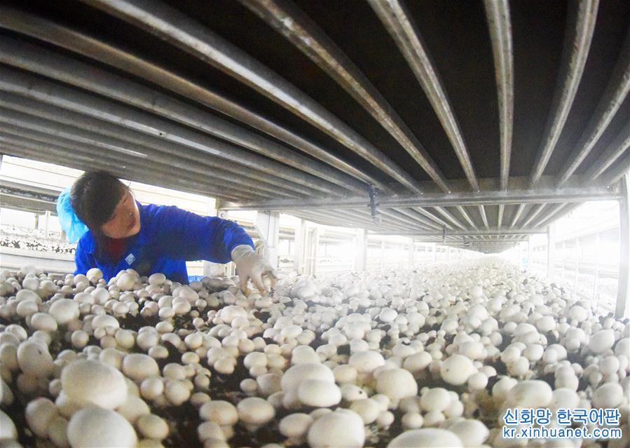 #（新华视界）（2）江苏连云港：小蘑菇成为致富大产业