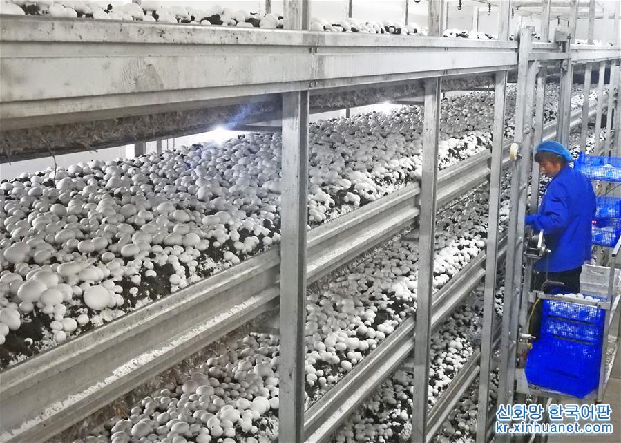 #（新华视界）（3）江苏连云港：小蘑菇成为致富大产业