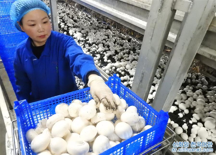 #（新华视界）（4）江苏连云港：小蘑菇成为致富大产业