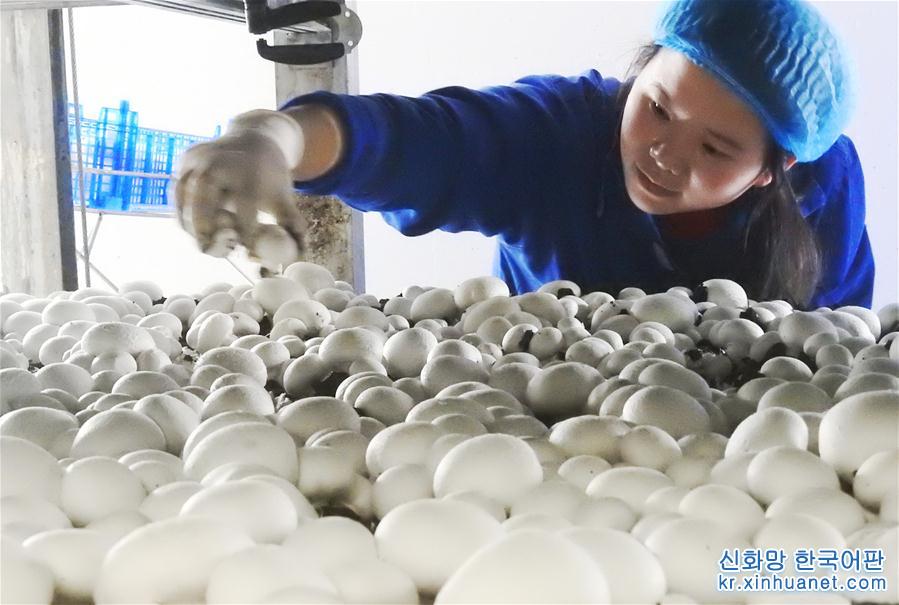 #（新华视界）（5）江苏连云港：小蘑菇成为致富大产业