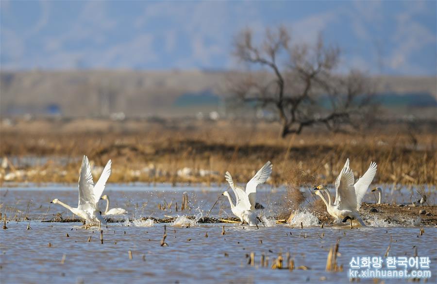 （环境）（1）黄河湿地引天鹅