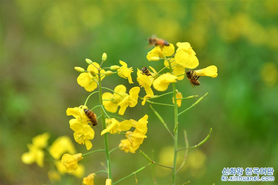 #（社会）（3）湖南衡阳：春暖花开养蜂忙