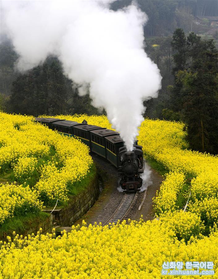 （春季美麗生態）（8）四川犍為：“開往春天”的小火車