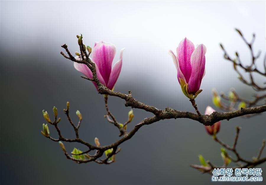 （春季美丽生态）（3）上海：千花百卉争明媚