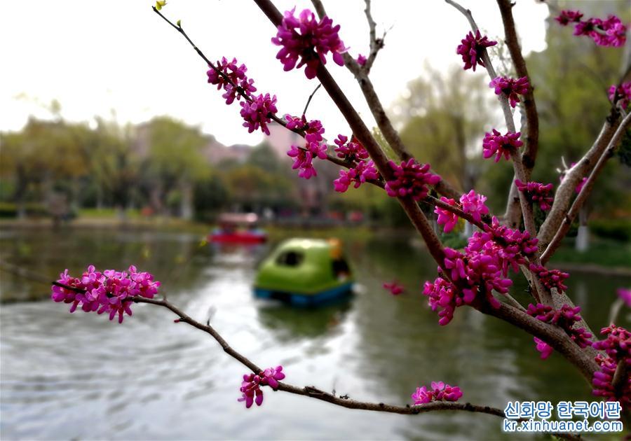 （春季美丽生态）（4）上海：千花百卉争明媚