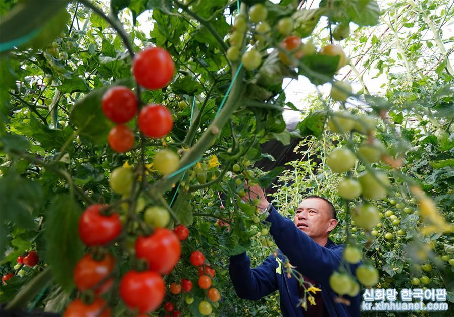 （社会）（2）特色种植助农增收