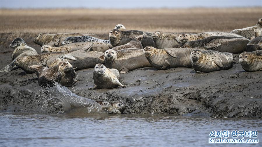 （环境）（1）斑海豹洄游栖息辽河入海口