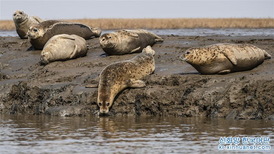 （环境）（3）斑海豹洄游栖息辽河入海口