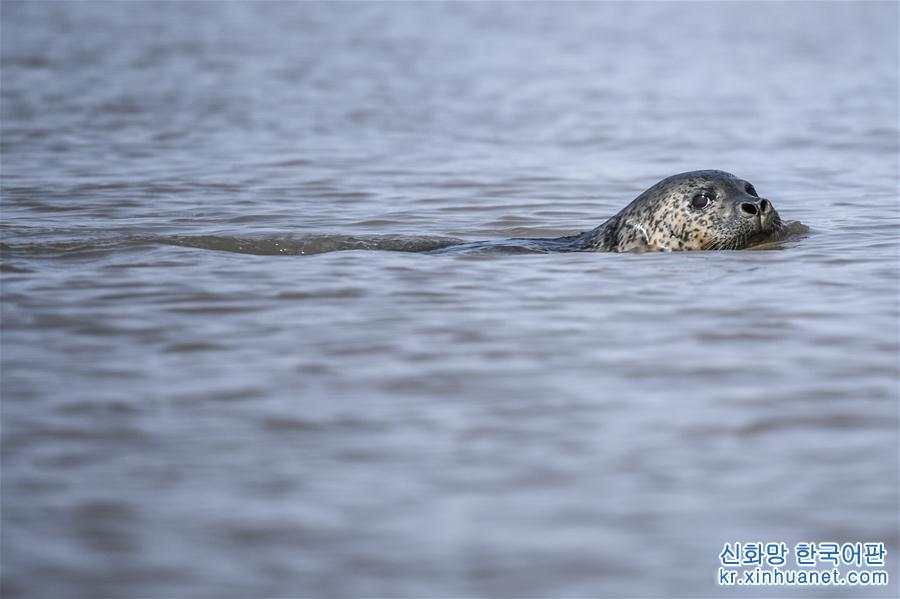 （環境）（6）斑海豹洄遊棲息遼河入海口