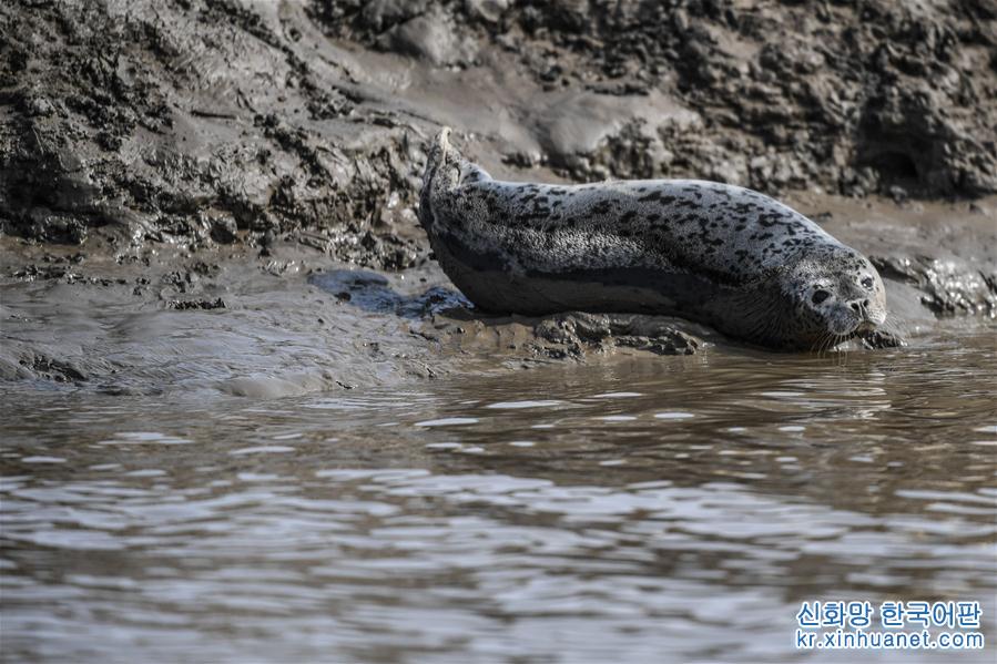 （環境）（7）斑海豹洄遊棲息遼河入海口